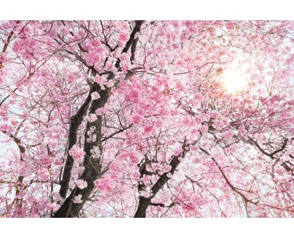 XXL4-046 Фотообои Komar "Bloom"